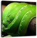 Grüne exotische Schlange Leinwandbild Quadratisch