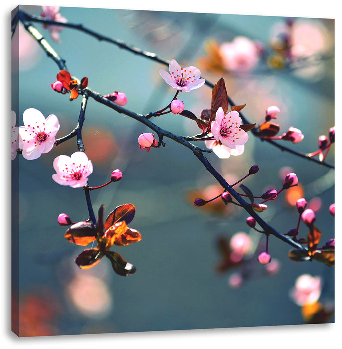 Sakura Blüten Leinwandbild Quadratisch