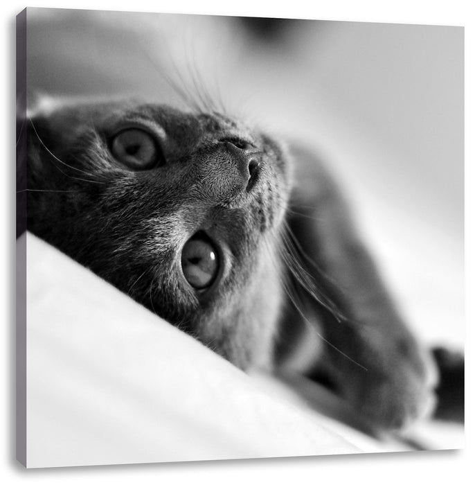 Niedliche Katze liegt im Bett Leinwandbild Quadratisch