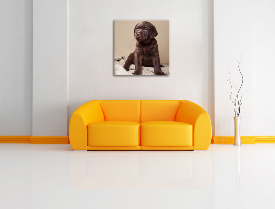Hundewelpe auf Pullovern Leinwandbild Quadratisch über Sofa