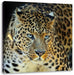 Prächtiger Leopard Leinwandbild Quadratisch