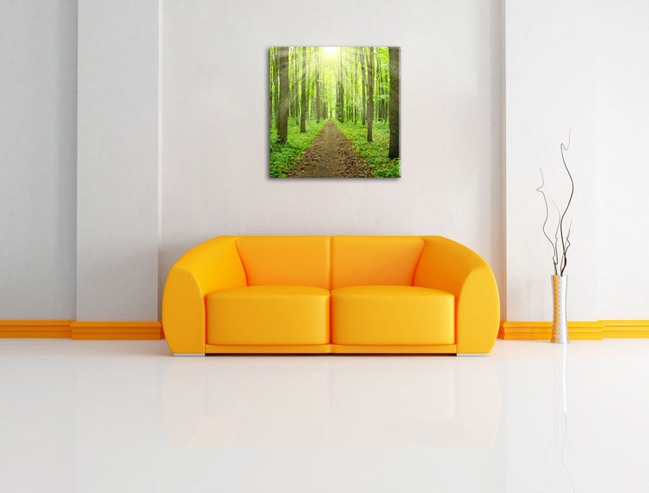 Sonne im Wald Leinwandbild Quadratisch über Sofa