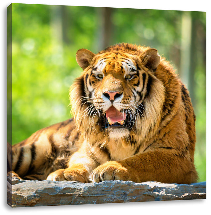 Tiger auf einem Stein Leinwandbild Quadratisch