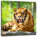 Tiger auf einem Stein Leinwandbild Quadratisch