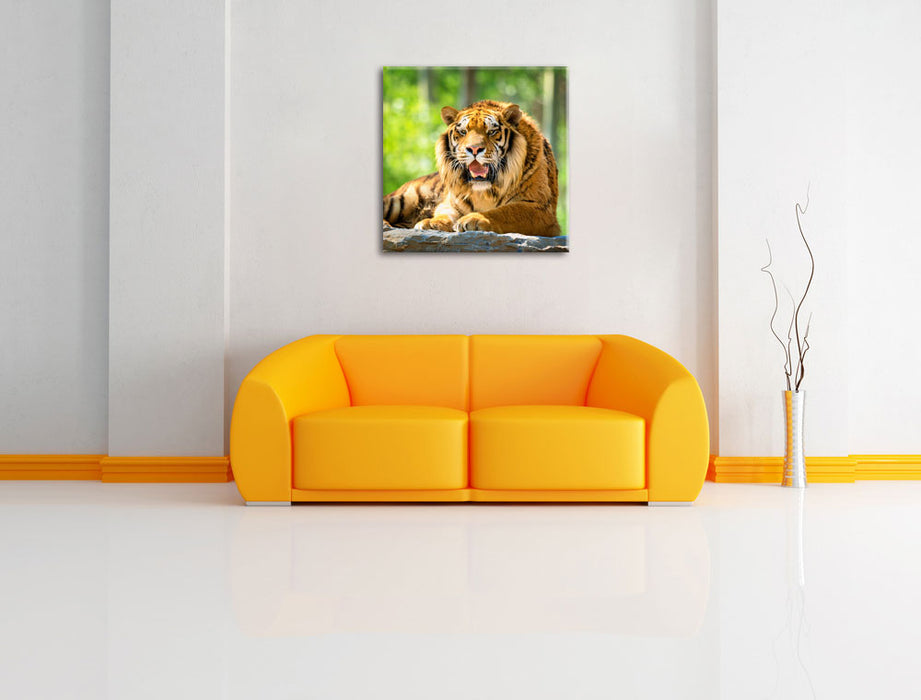 Tiger auf einem Stein Leinwandbild Quadratisch über Sofa