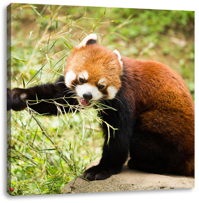 Niedlicher roter Panda Leinwandbild Quadratisch