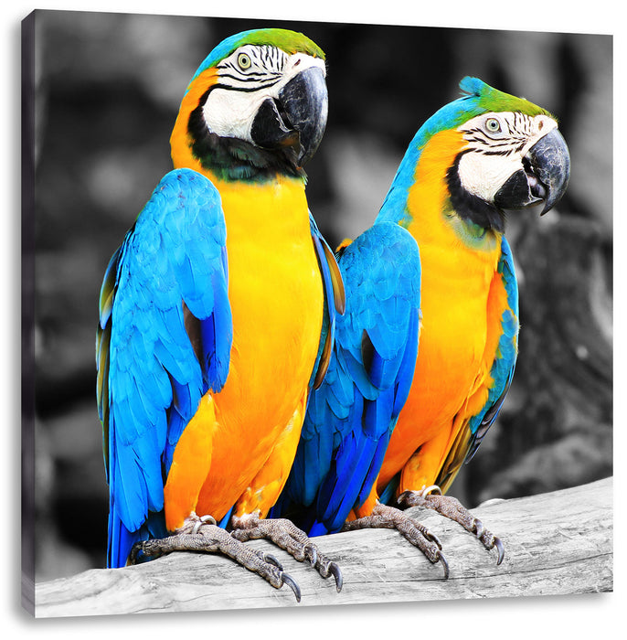 Zwei Papageien Leinwandbild Quadratisch
