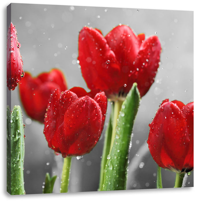 Rote Tulpen mit Tropfen bedeckt Leinwandbild Quadratisch