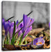 Exotische lila Krokusse Leinwandbild Quadratisch