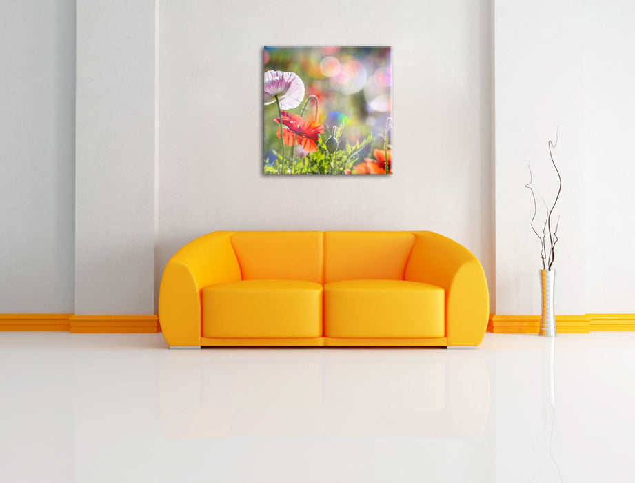 Kalifornischer Mohn Frühling Leinwandbild Quadratisch über Sofa