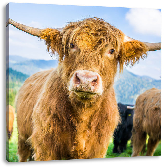 Blick einer Kuh an der Weide Leinwandbild Quadratisch