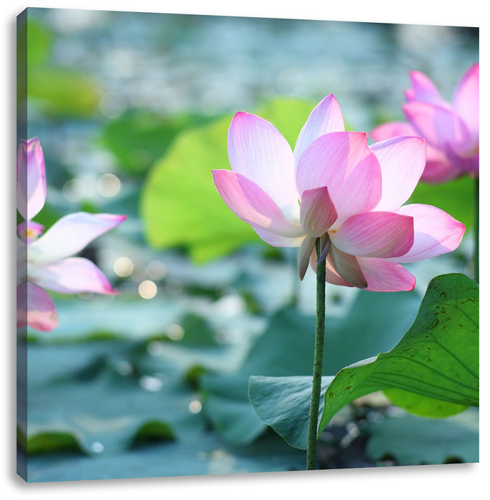 rosa Lotusblüte im Teich Leinwandbild Quadratisch