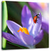 Krokussblüte mit Marienkäfer Leinwandbild Quadratisch