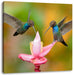 Zwei Kolibris in den Tropen Leinwandbild Quadratisch