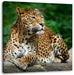 Wunderschöner Leopard in der Natur Leinwandbild Quadratisch