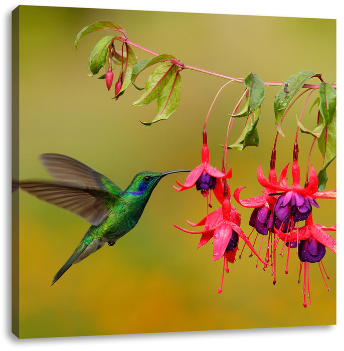 Kolibri trinkt vom Blütennektar Leinwandbild Quadratisch