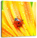 Marienkäfer auf gelber Blume Leinwandbild Quadratisch