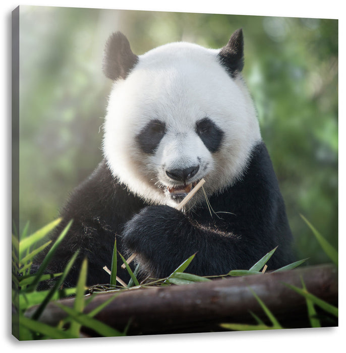 Niedlicher Panda isst Bambus Leinwandbild Quadratisch