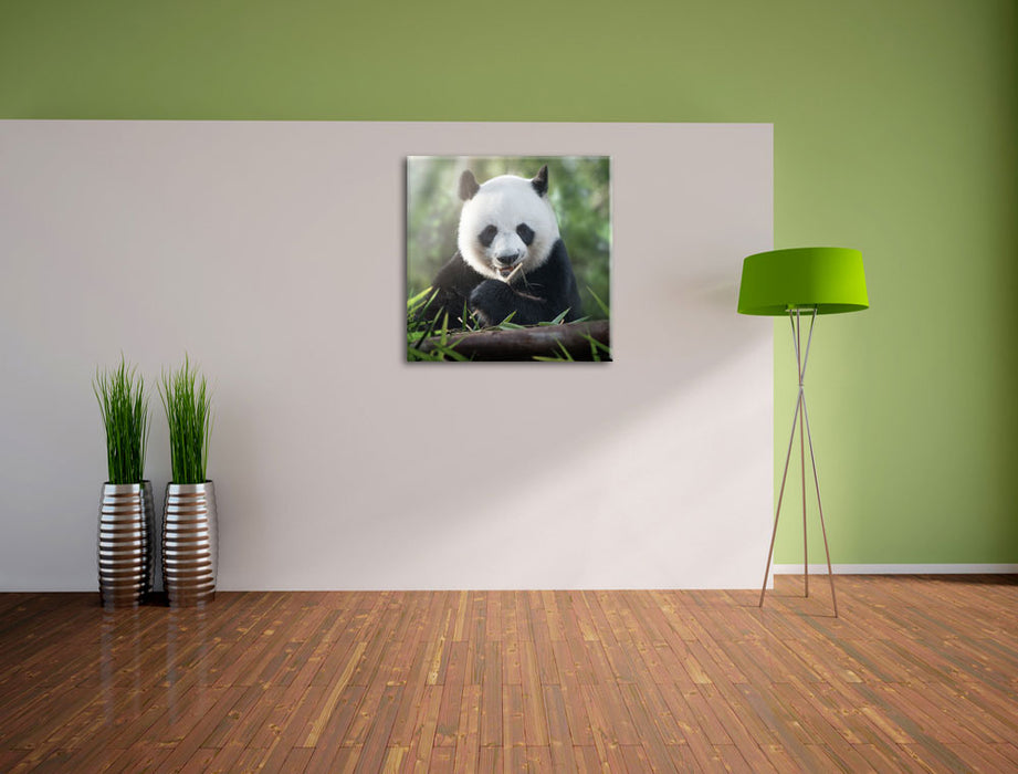 Niedlicher Panda isst Bambus Leinwand Quadratisch im Flur