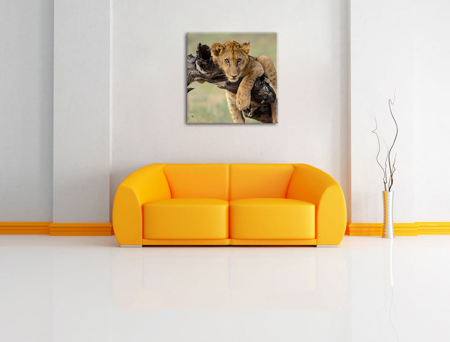 Junger Löwe in der Natur Leinwandbild Quadratisch über Sofa