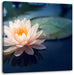 Eine rosa Lotusblume in Teich Leinwandbild Quadratisch
