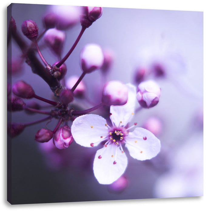 Blüten des Kirschbaumes Leinwandbild Quadratisch