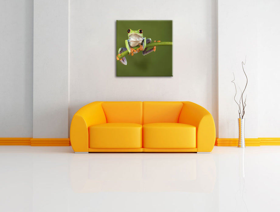 Baum-Frosch auf Bambus Leinwandbild Quadratisch über Sofa