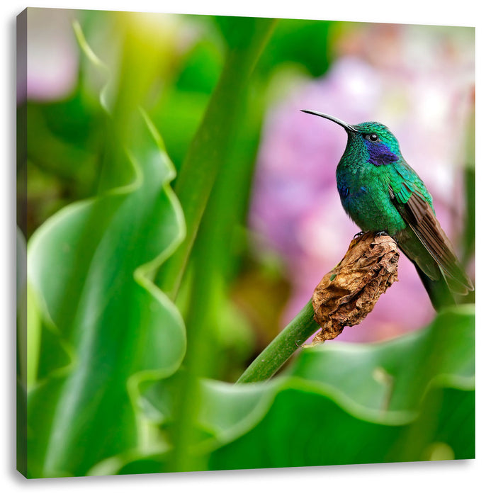 Kolibri in seinem Lebensraum Leinwandbild Quadratisch