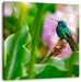 Kolibri in seinem Lebensraum Leinwandbild Quadratisch