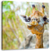 Giraffe in der Natur Leinwandbild Quadratisch