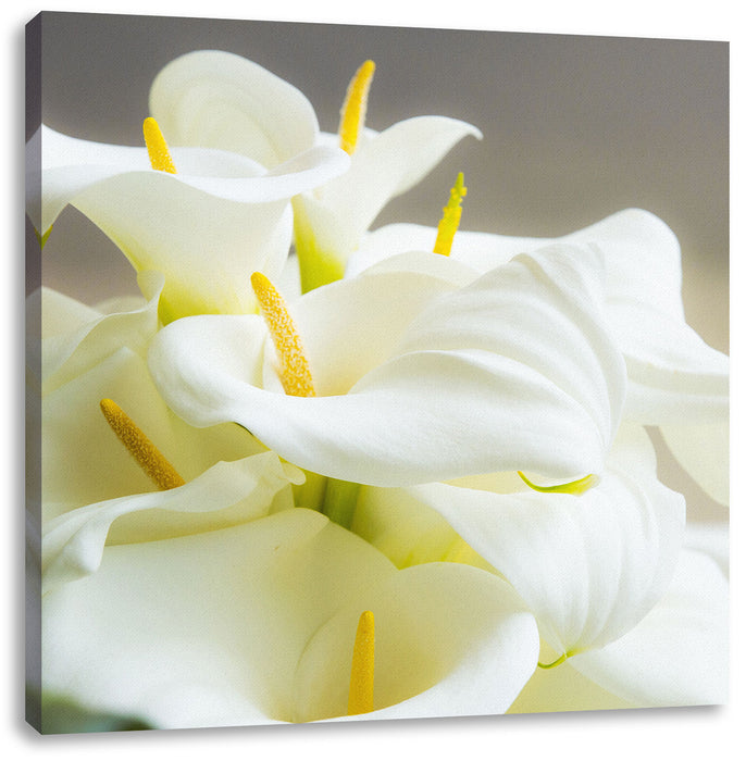 Wunderschöne weiße Calla Lilien Leinwandbild Quadratisch