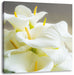 Wunderschöne weiße Calla Lilien Leinwandbild Quadratisch