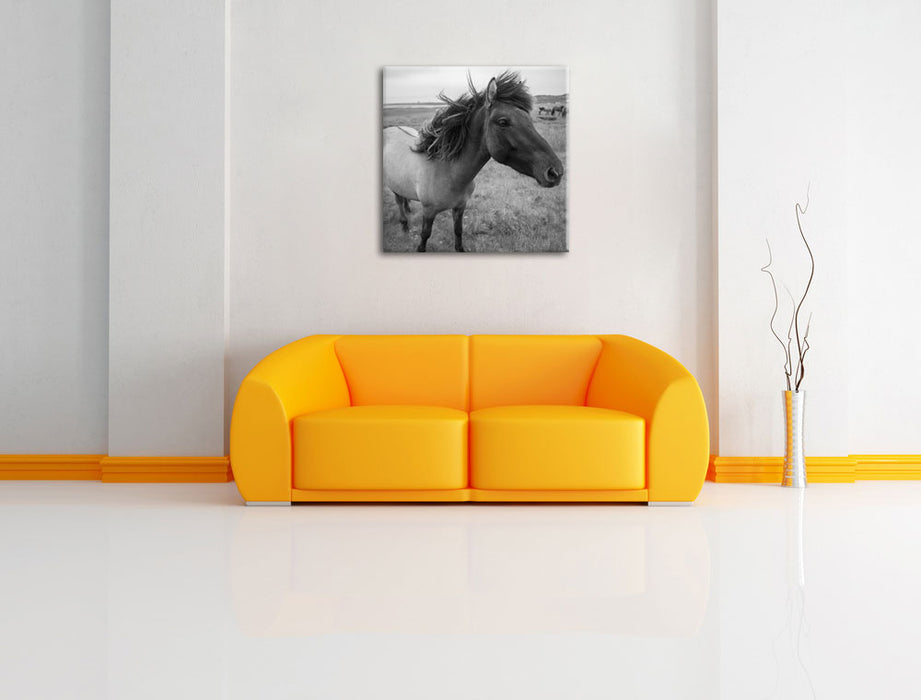 Isländer Pferde in der Wildnis Leinwandbild Quadratisch über Sofa