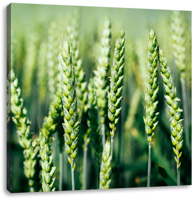 Grüne Weizen auf dem Feld Leinwandbild Quadratisch