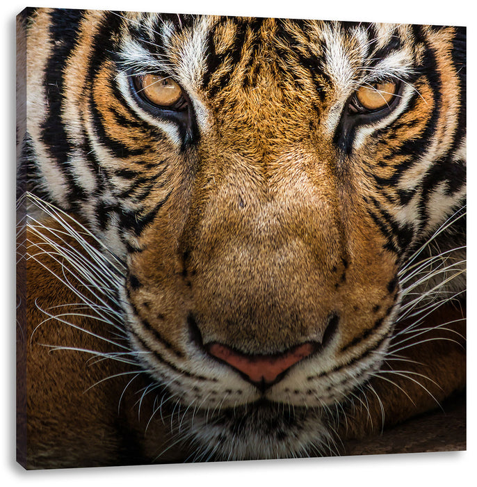 Tiger mit hellbraunen Augen Leinwandbild Quadratisch