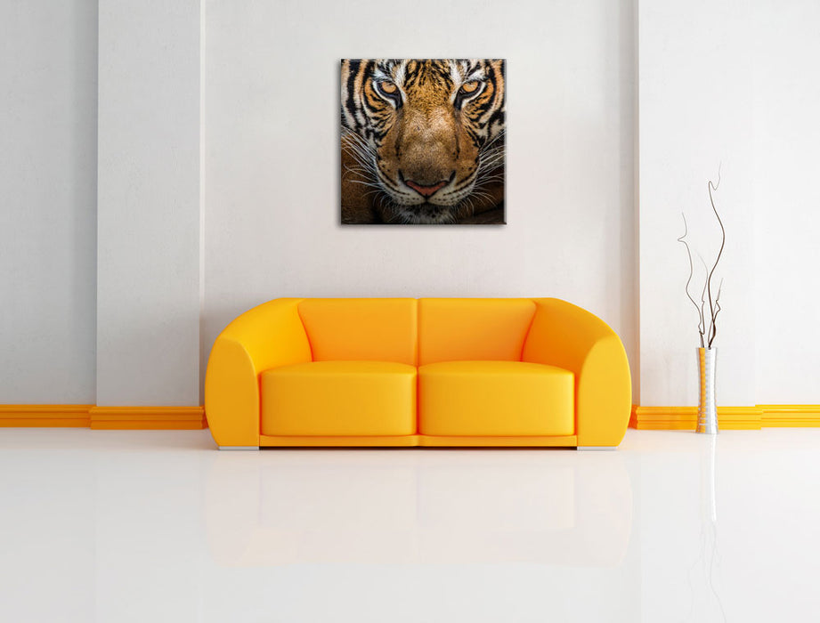 Tiger mit hellbraunen Augen Leinwandbild Quadratisch über Sofa