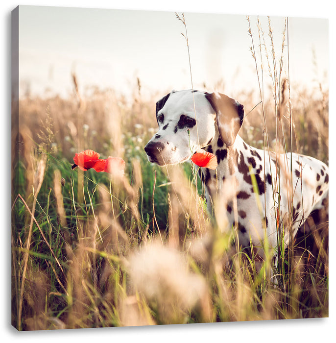 Neugieriger Hund im Feld Leinwandbild Quadratisch