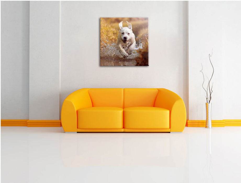 Labrador-Welpe im Wasser Leinwandbild Quadratisch über Sofa