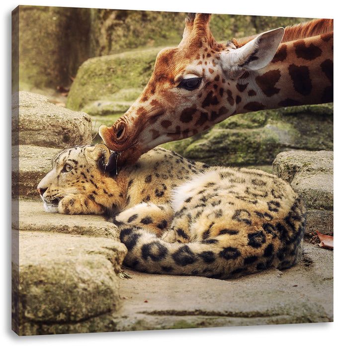 Leopard und Giraffe Leinwandbild Quadratisch