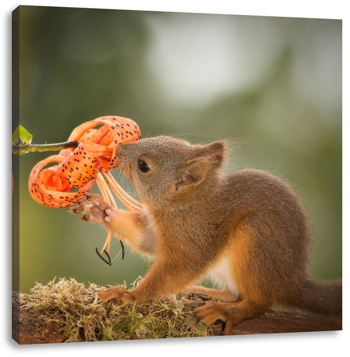 Eichhörnchen riecht an einer Blume Leinwandbild Quadratisch