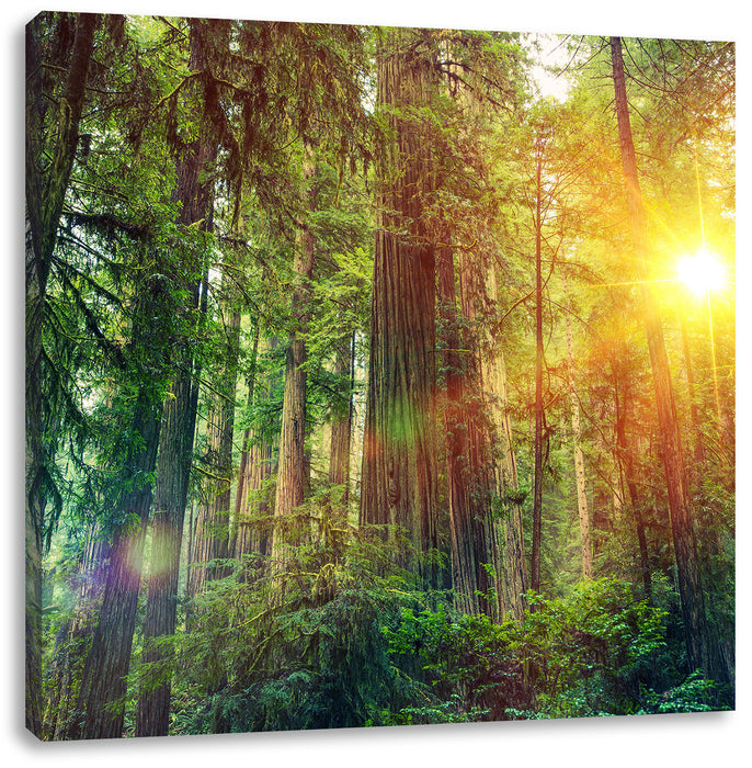 Wald bei Sonnenlicht Leinwandbild Quadratisch