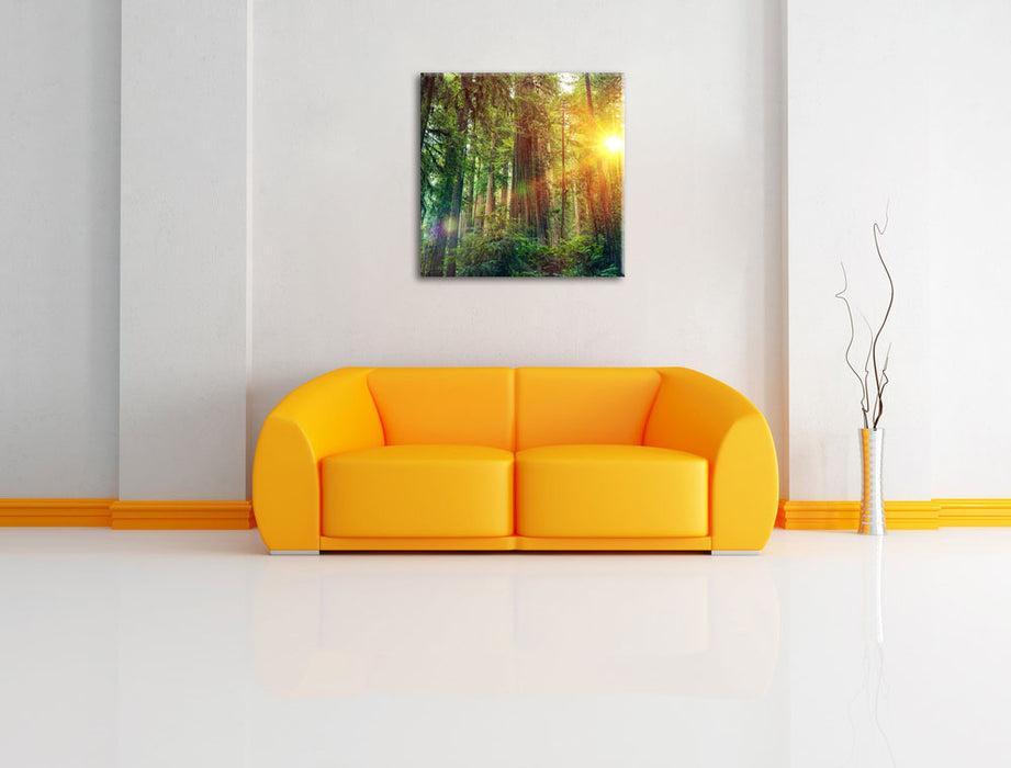 Wald bei Sonnenlicht Leinwandbild Quadratisch über Sofa
