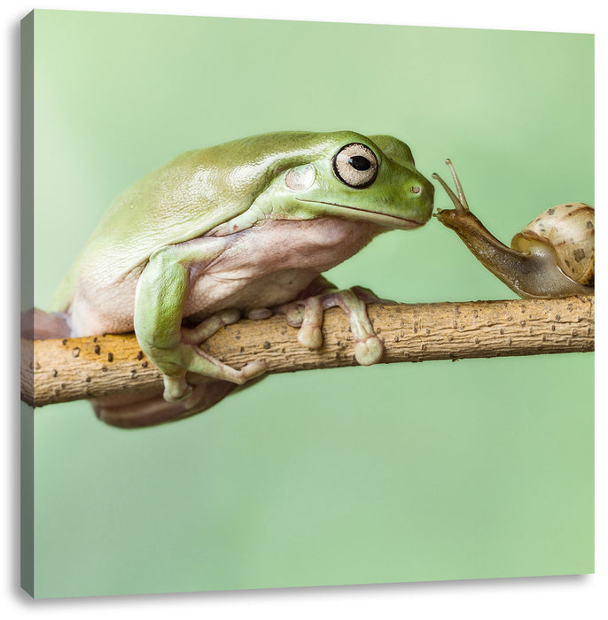 der Frosch und die Schnecke Leinwandbild Quadratisch