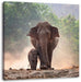 Elefantenbaby mit Mutter Leinwandbild Quadratisch