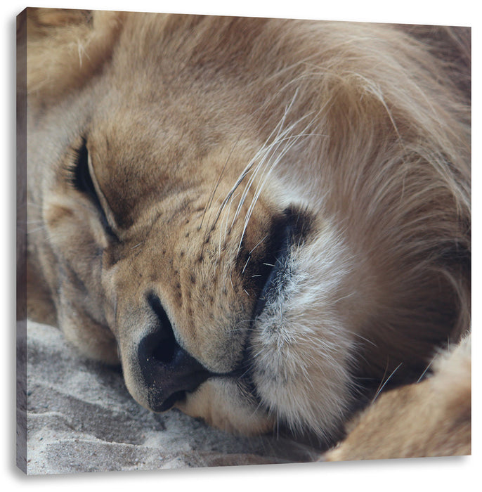 schlafender Löwe Leinwandbild Quadratisch