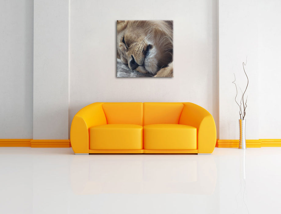 schlafender Löwe Leinwandbild Quadratisch über Sofa
