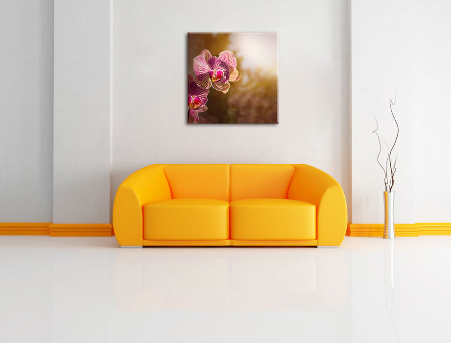 farbenOrchideen in der Nahaufnahme Leinwandbild Quadratisch über Sofa