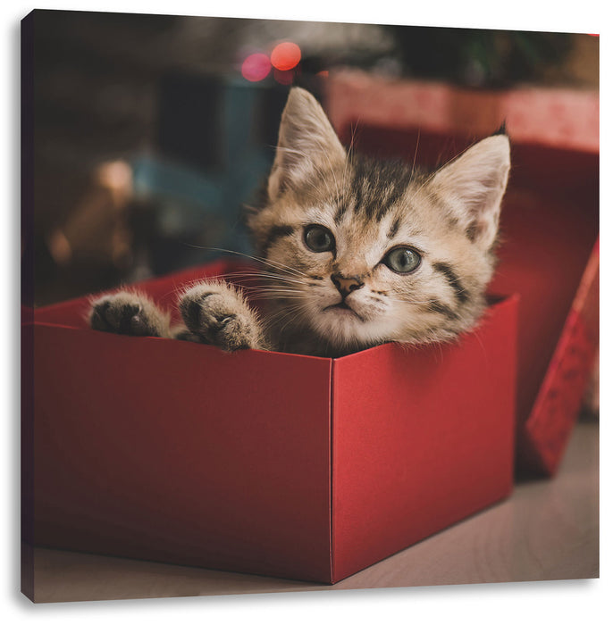 süsses Kätzchen in der Box Leinwandbild Quadratisch