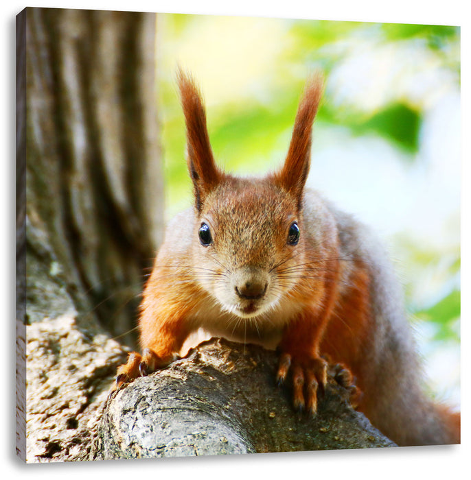 Eichhörnchen auf dem Baum Leinwandbild Quadratisch