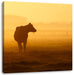 eine fressende Kuh auf der Weide Leinwandbild Quadratisch
